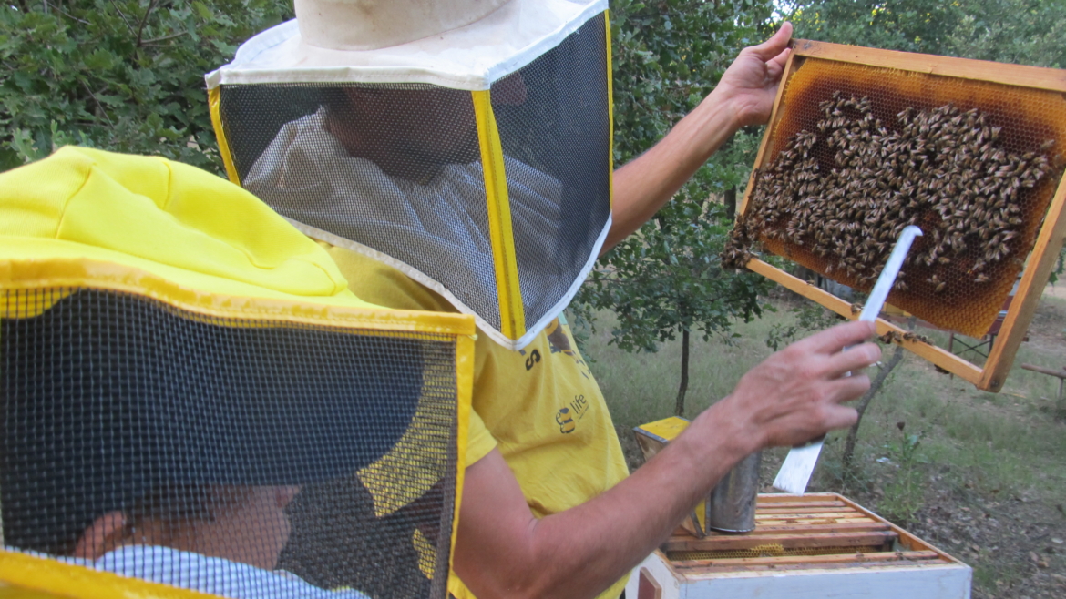 Esperienze in apiario